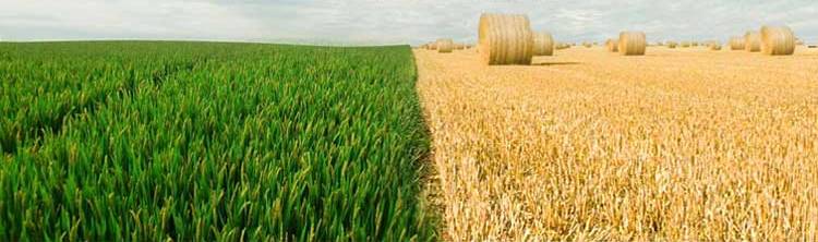 贺州有机富硒大米（富硒大米好还是有机大米好）-硒宝网