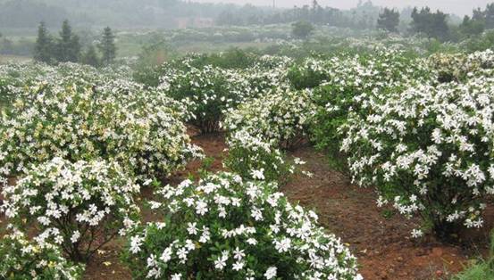 舟山有机富硒大米(富硒优质大米)-硒宝网
