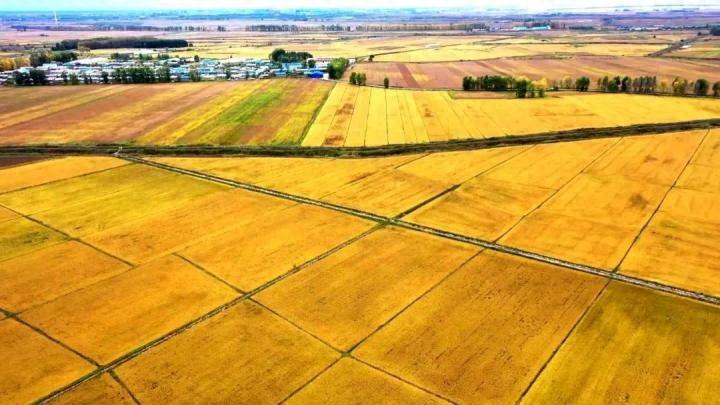 富硒大米哪家正规（大米正规富硒含量多少）-硒宝网