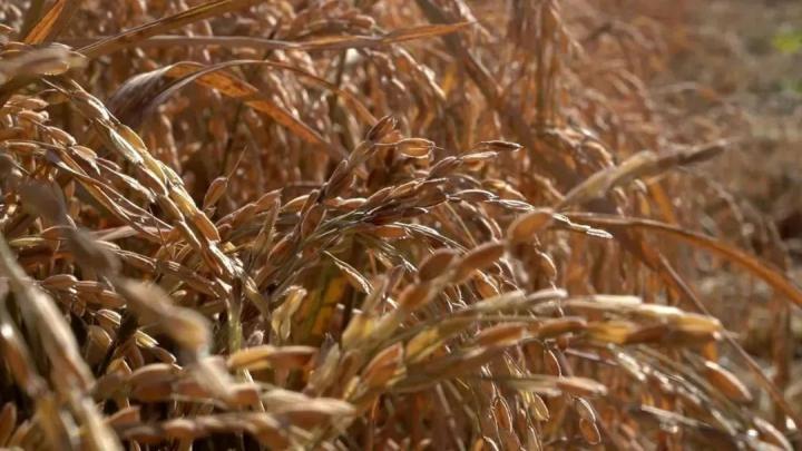 富硒大米哪家正规（大米正规富硒含量多少）-硒宝网