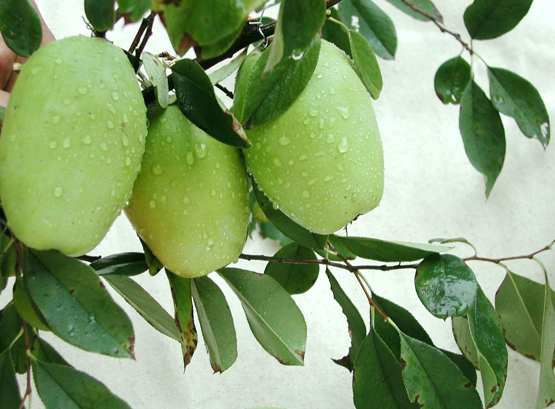 安康高山富硒大米（高山富硒大米多少钱一斤）-硒宝网