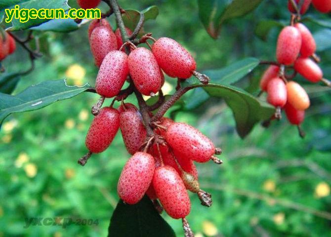 安康高山富硒大米（高山富硒大米多少钱一斤）-硒宝网