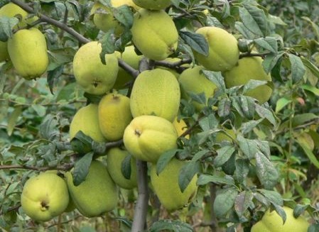 安康高山富硒大米（高山富硒大米多少钱一斤）-硒宝网