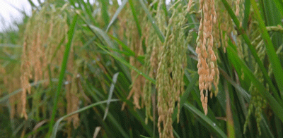 富硒大米防癌抗癌(富硒大米可以防癌吗)-硒宝网