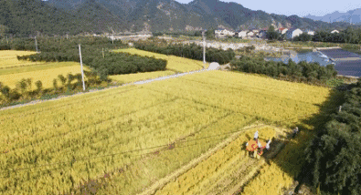 富硒大米防癌抗癌(富硒大米可以防癌吗)-硒宝网