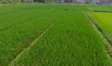 富硒大米防癌抗癌(富硒大米可以防癌吗)-硒宝网