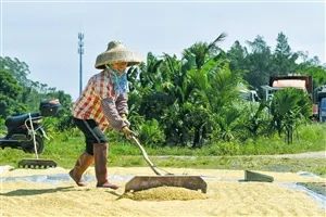 富硒大米加工基地（大米基地加工富硒的方法）-硒宝网