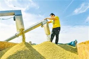 富硒大米加工基地（大米基地加工富硒的方法）-硒宝网