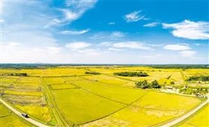 富硒大米加工基地（大米基地加工富硒的方法）-硒宝网