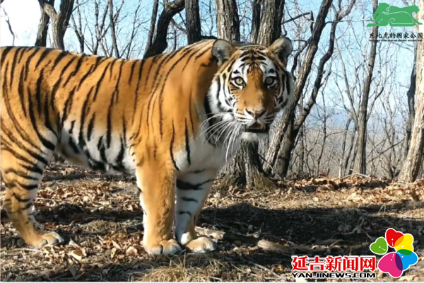 延边有机富硒大米（延寿富硒大米）-硒宝网