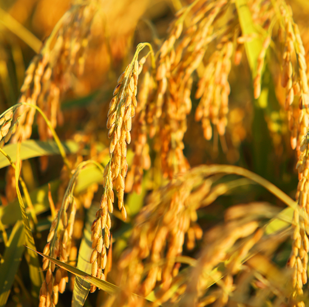 天等富硒大米好吗(富硒大米与普通大米区别)-硒宝网