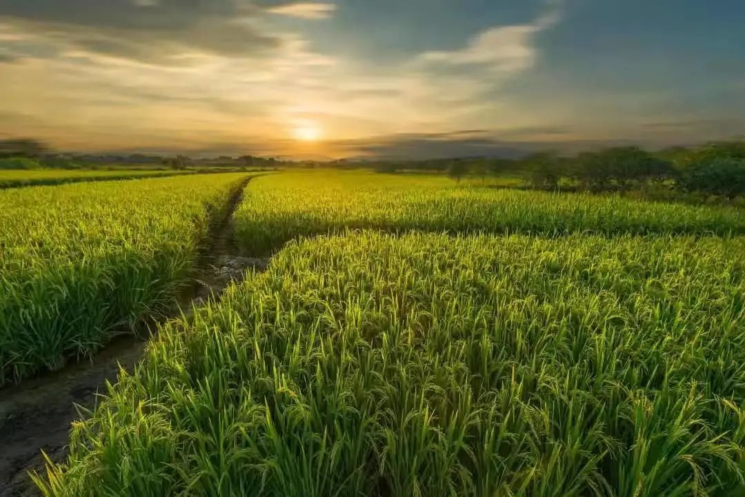 东北公社富硒大米(松原富硒大米)-硒宝网