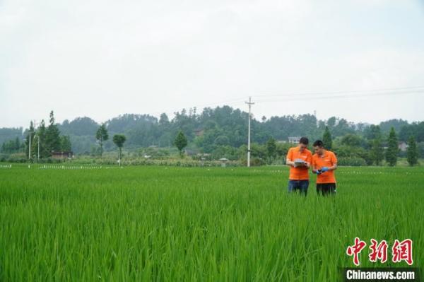 重庆富硒大米产地(重庆江津富硒大米)-硒宝网