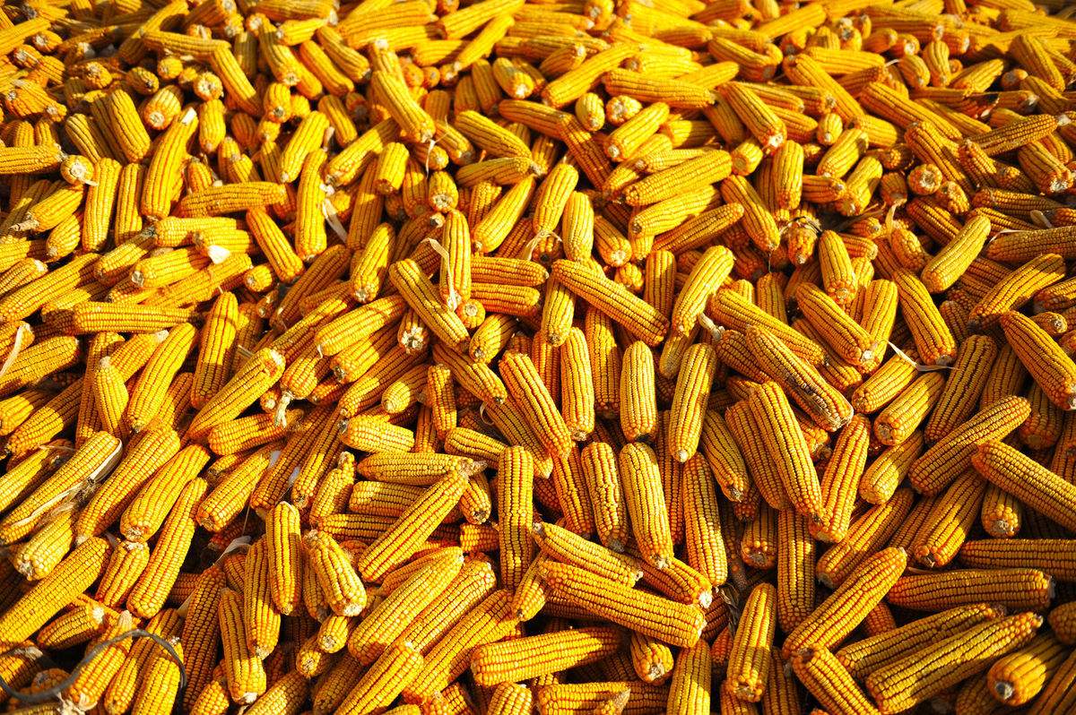 铜山富硒大米收购(收购大米价格)-硒宝网