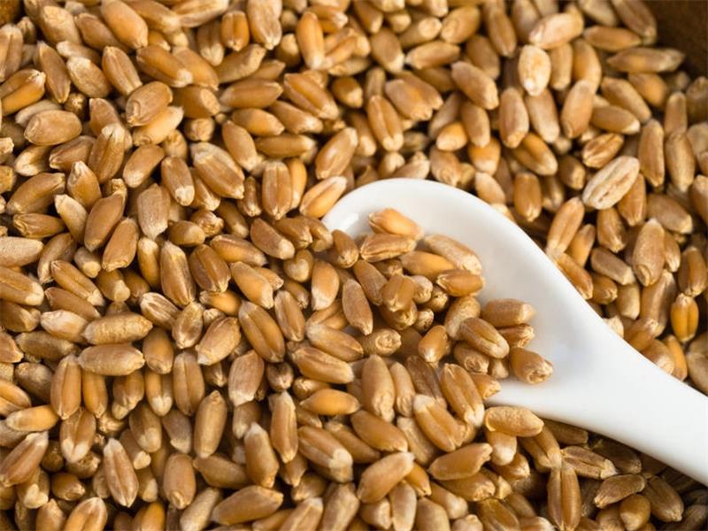 铜山富硒大米收购(收购大米价格)-硒宝网