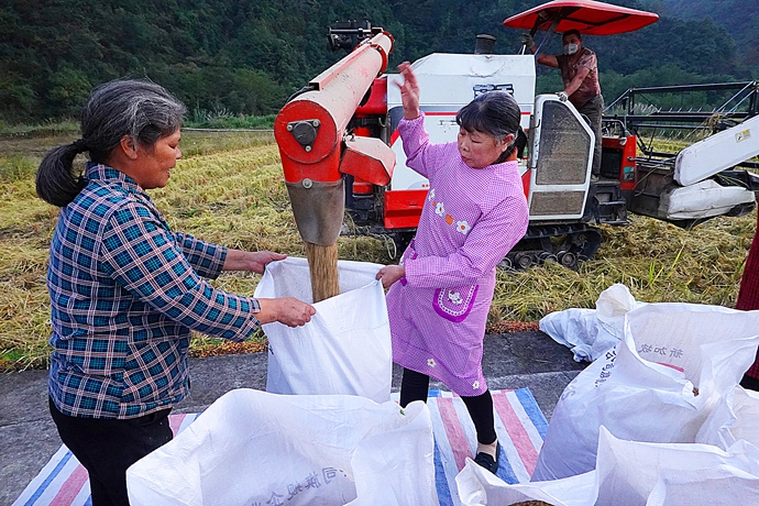 有机富硒大米技术(富硒大米生产技术)-硒宝网