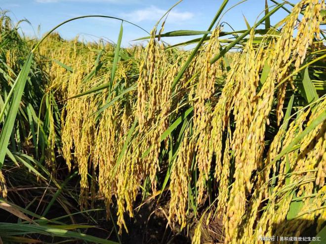 富硒大米如何使用(富硒大米有用吗)-硒宝网