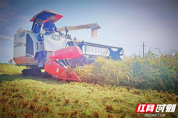 平罗富硒大米旅游(富硒大米多少钱一公斤)-硒宝网