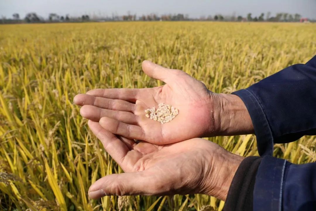 平罗富硒大米旅游(富硒大米多少钱一公斤)-硒宝网