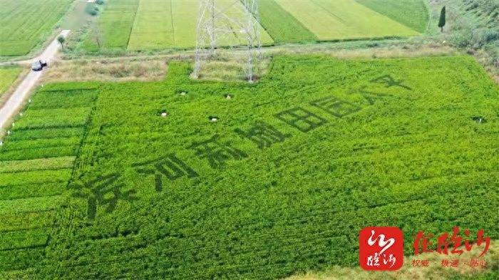 稻香丰年富硒大米（富硒大米和稻花香大米哪个好）-硒宝网