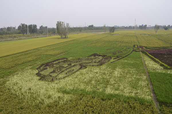 稻香丰年富硒大米(稻花香富硒大米)-硒宝网