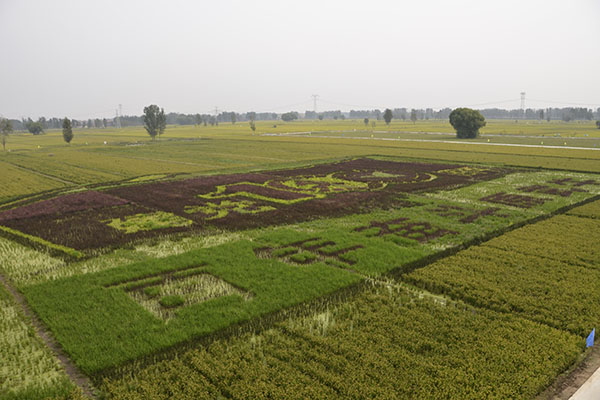 稻香丰年富硒大米(稻花香富硒大米)-硒宝网