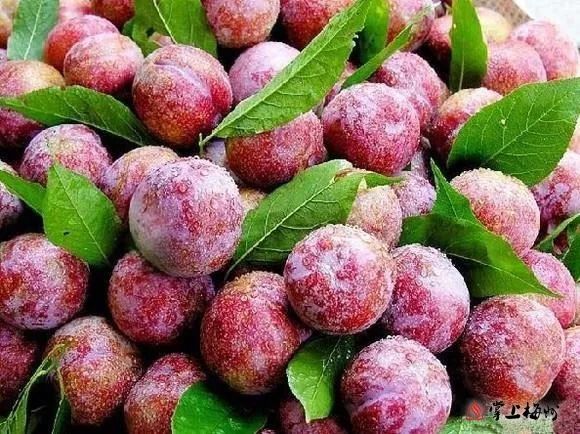 品质上乘富硒大米(富硒大米成分表)-硒宝网