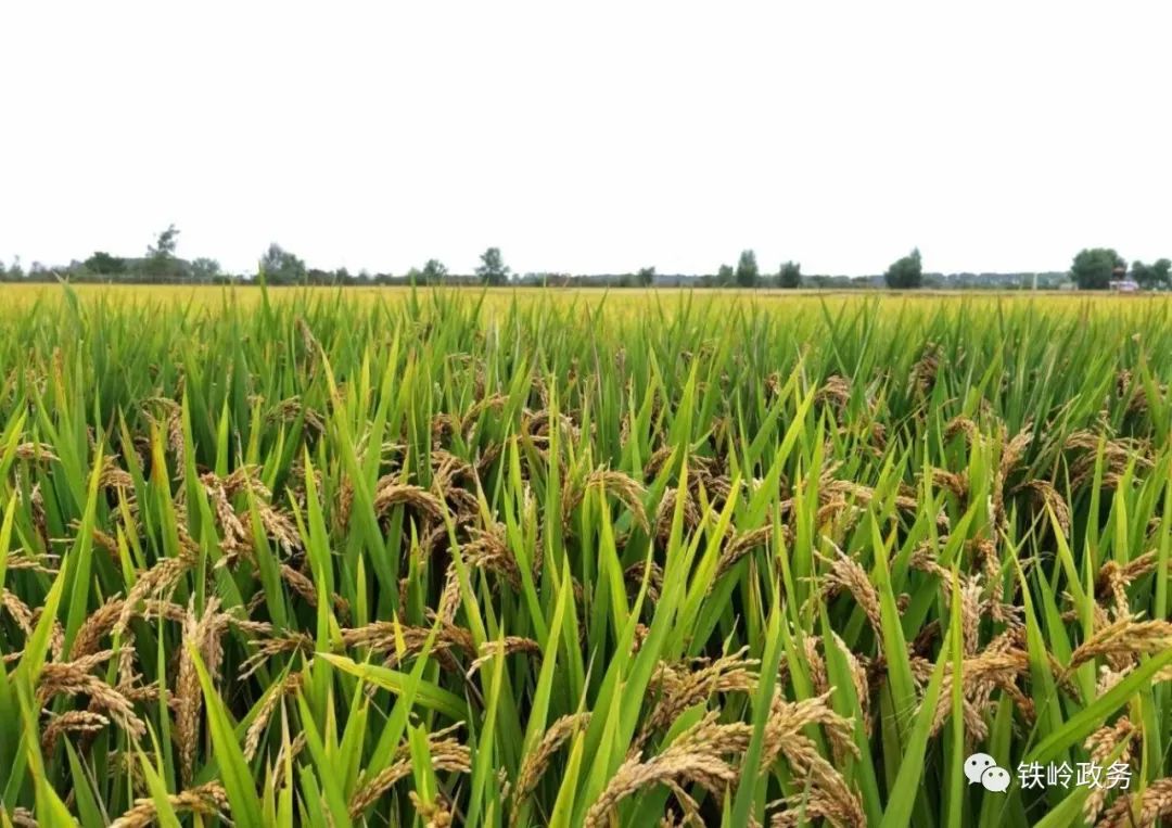 铁岭富硒大米品牌(富硒优质大米)-硒宝网