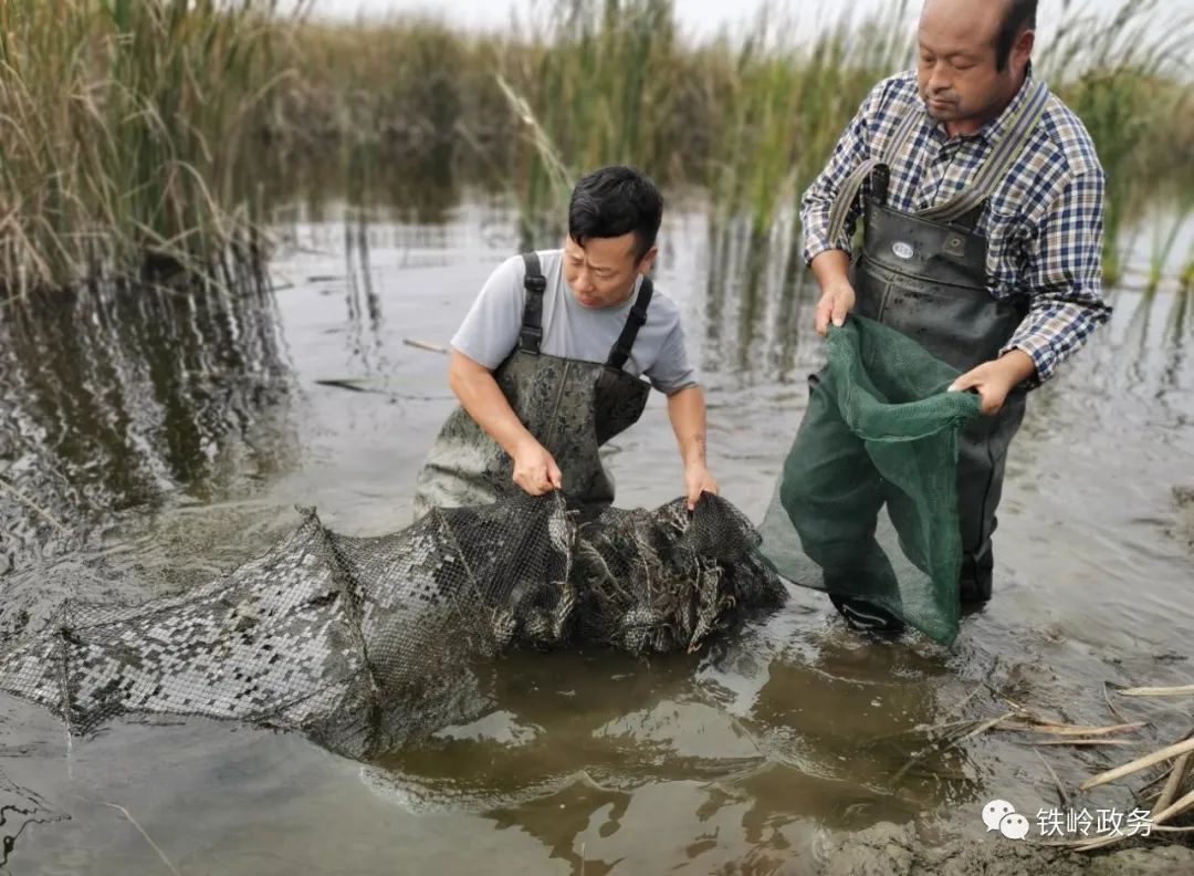 铁岭富硒大米品牌(富硒优质大米)-硒宝网