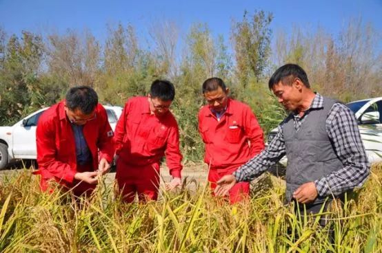 品质上乘富硒大米（富硒优质大米）-硒宝网