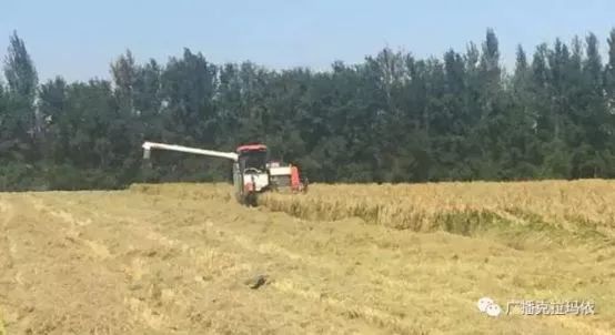 品质上乘富硒大米（富硒优质大米）-硒宝网