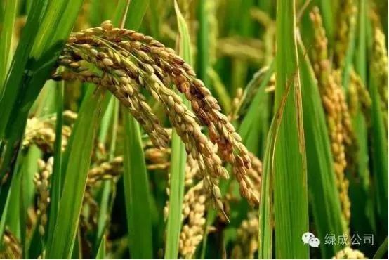 品质上乘富硒大米（富硒优质大米）-硒宝网