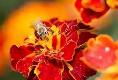 品质上乘富硒大米（富硒优质大米）-硒宝网