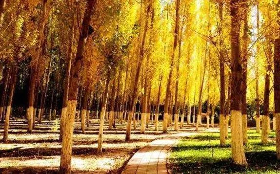 品质上乘富硒大米（富硒优质大米）-硒宝网