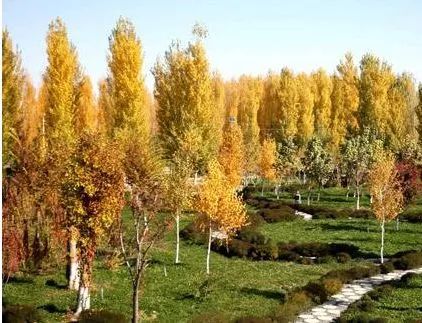 品质上乘富硒大米（富硒优质大米）-硒宝网