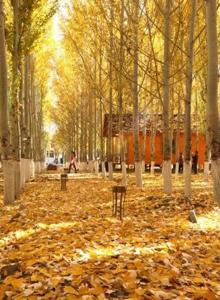 品质上乘富硒大米（富硒优质大米）-硒宝网