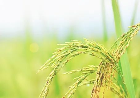 盘锦富硒绿色大米(绿色富硒大米价格)-硒宝网