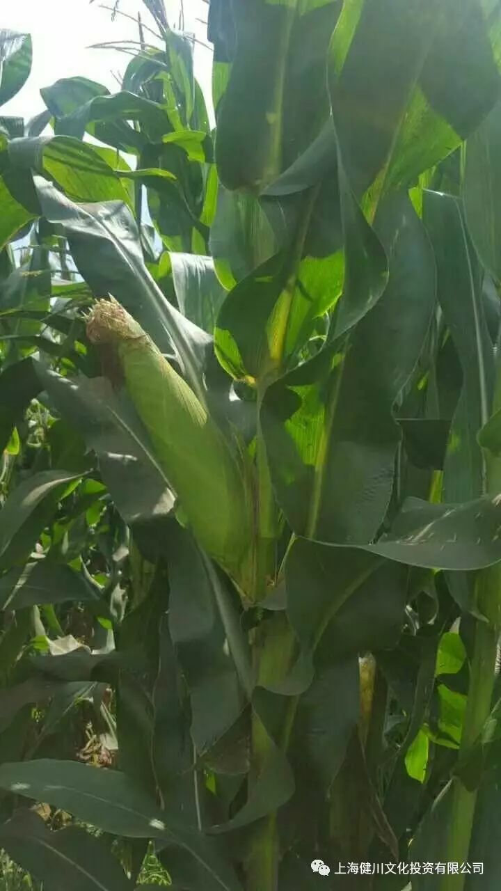 铁岭富硒大米品牌(辽宁富硒大米)-硒宝网