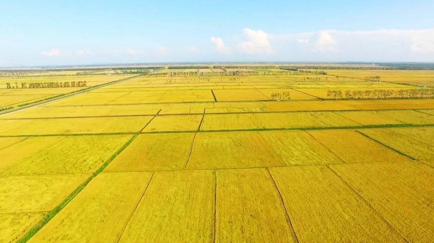 龙岩富硒大米产地（中国三大天然富硒大米产地）-硒宝网