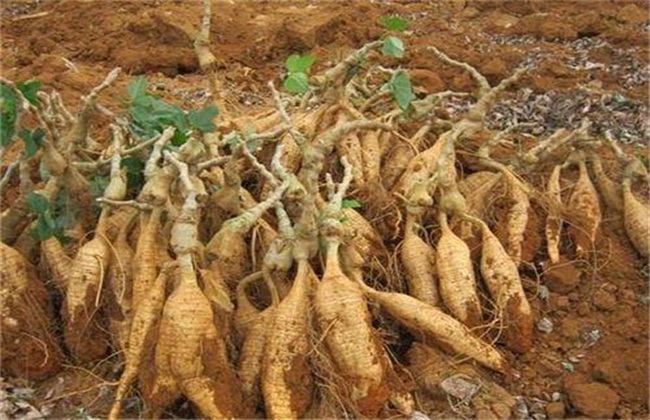 开阳富硒大米批发(富硒大米市场分析)-硒宝网