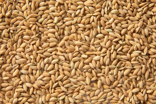 徐州富硒大米收购(徐州大米价格)-硒宝网