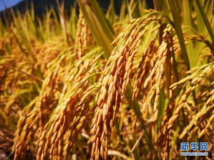 重庆富硒大米销售（富硒大米批发）-硒宝网