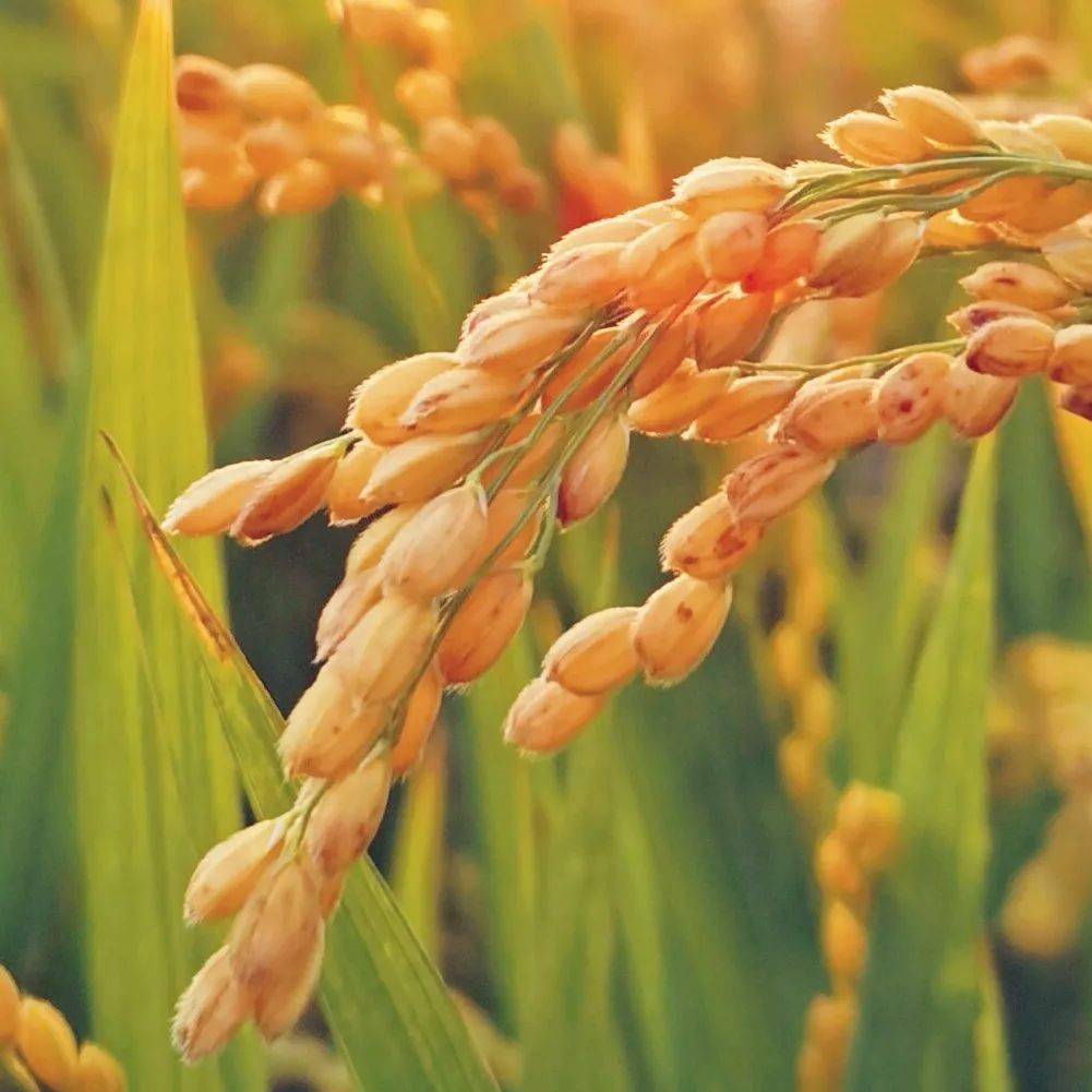 重庆富硒大米销售（富硒大米批发）-硒宝网