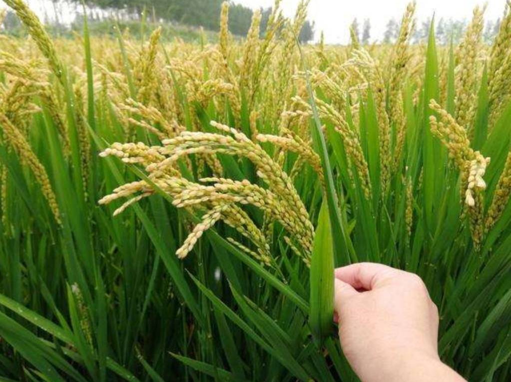 富硒大米吃了好吗（大米吃富硒好吗）-硒宝网