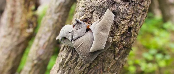 东北富硒大米介绍（东北大米含硒吗）-硒宝网