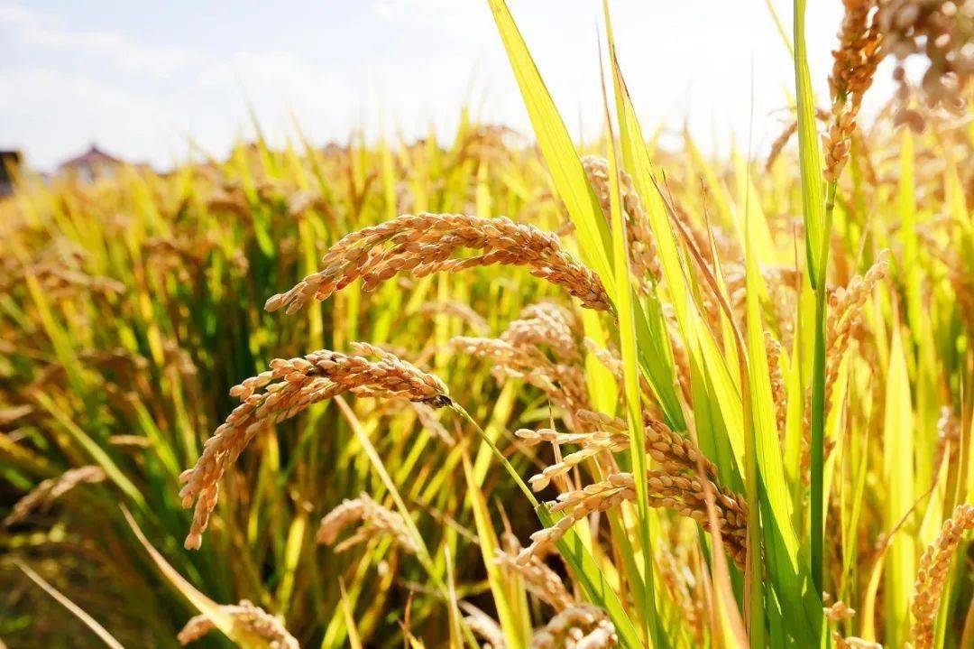 中国粮食富硒大米（大米粮食富硒中国占比多少）-硒宝网