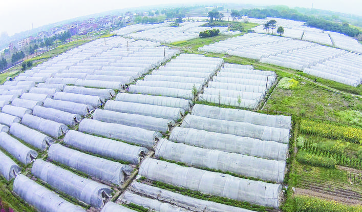 富硒大米产地补贴（富硒大米市场前景）-硒宝网