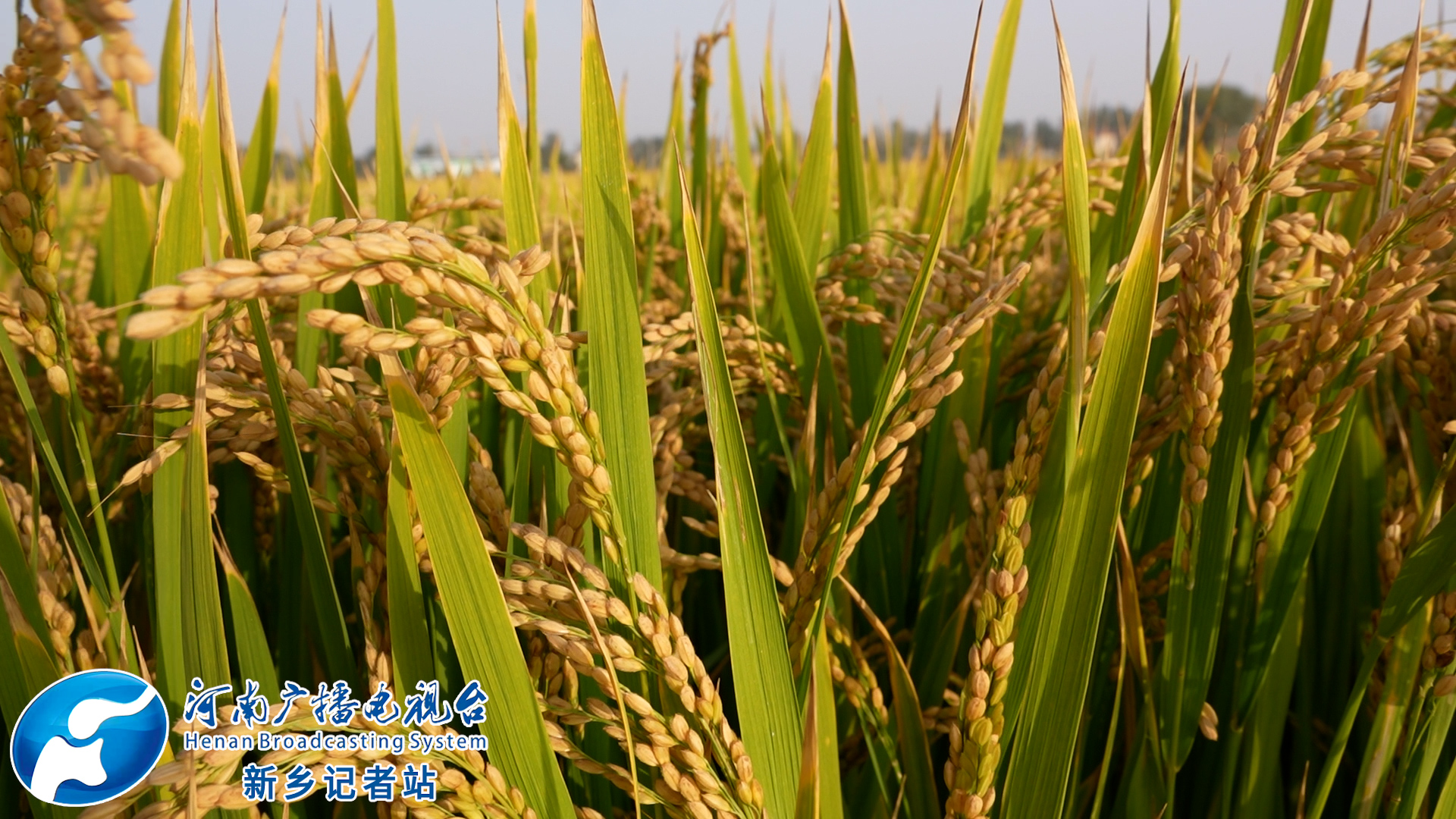 原阳富硒大米推荐(原生态富硒大米)-硒宝网