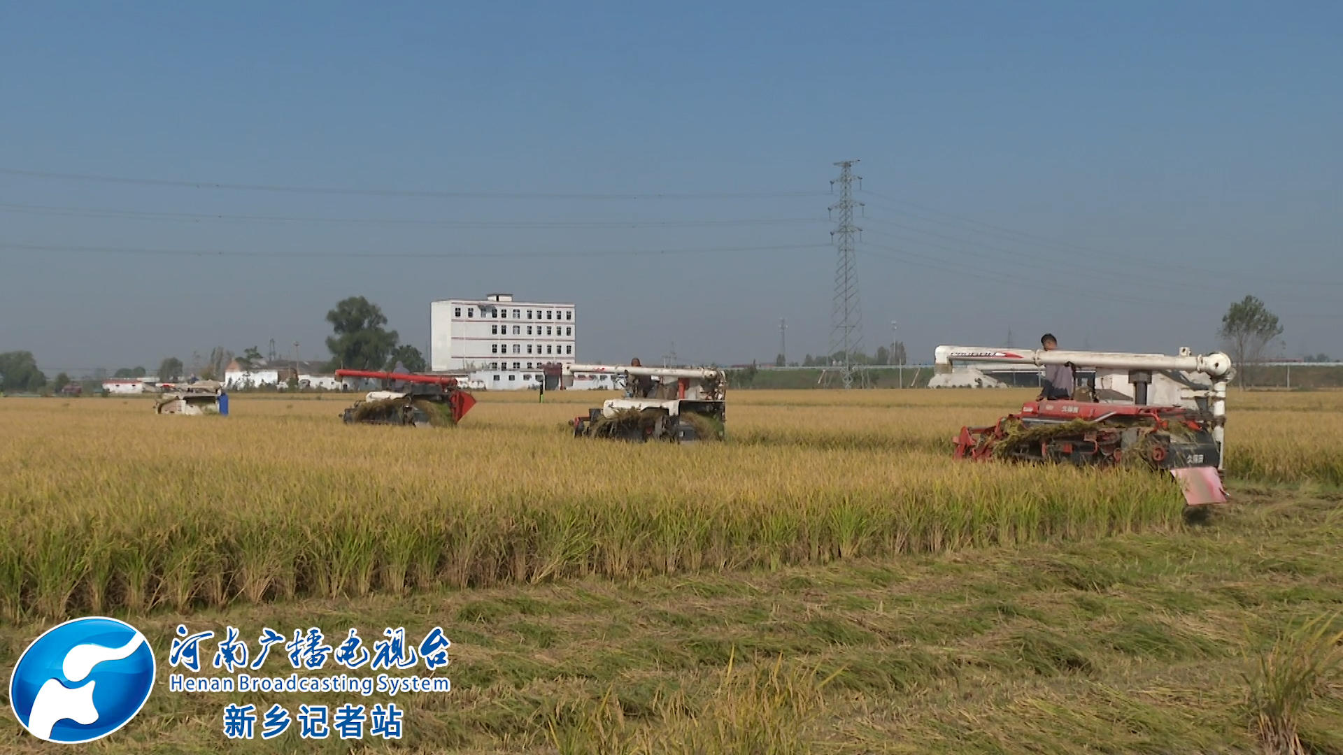 原阳富硒大米推荐(原生态富硒大米)-硒宝网