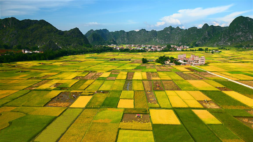 富硒大米种植特点(大米的种植条件)-硒宝网